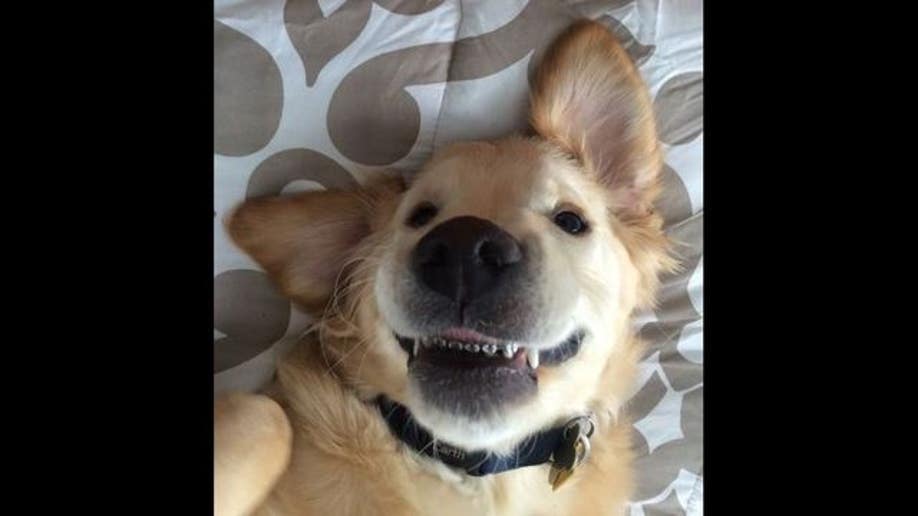 Golden store retriever smile