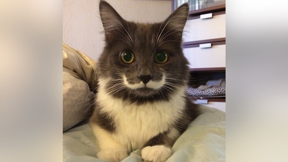 The 16 most famous animals on the Internet | Fox News The 16 most famous animals on the Internet | Fox News