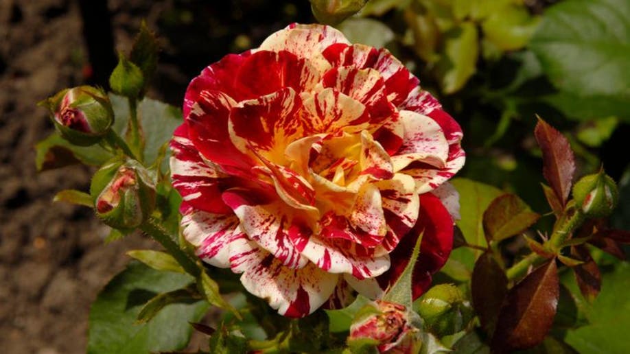 Houzz_Roses1