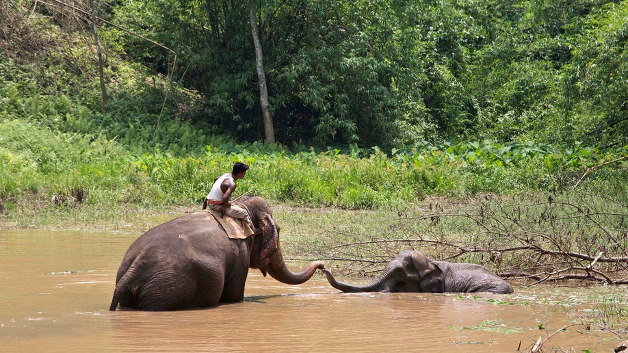 India Elephant 2