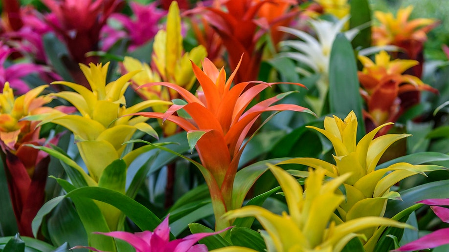 bromeliad_istock