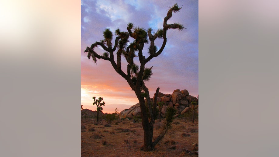 A Joshua Tree