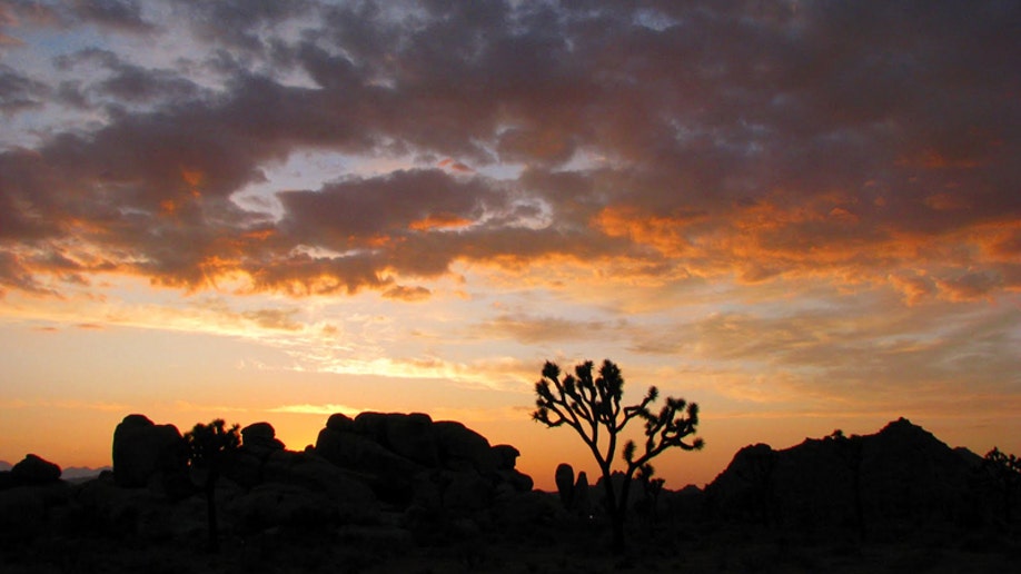 Joshua Tree National Park at Sunset