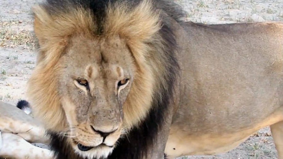 fbe89926-Zimbabwe Lion Killed