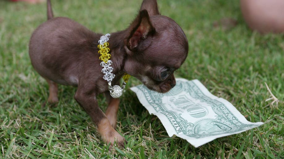 the smallest dog in the world ever