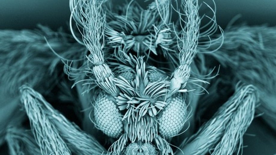 Хобот комара под микроскопом. Волос мотылька под микроскопом.. Микроб под микроскопом увеличенный в 1000 раз. Мотылёк под микроскопом.