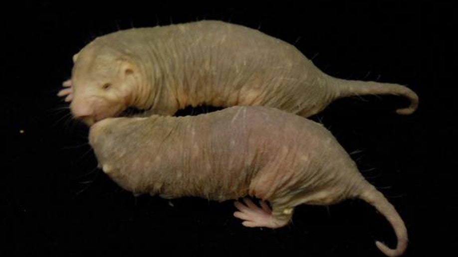 Immune To Cancer Naked Mole Rats Reveal Their Secret Fox News