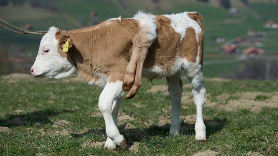 e7156962-Switzerland Six-Legged Calf