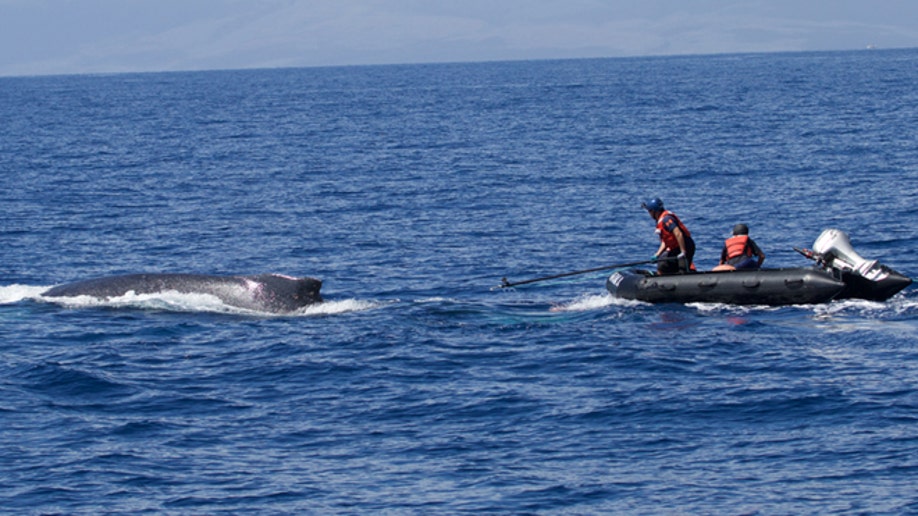 ea3f3753-Hawaii Tangled Whale