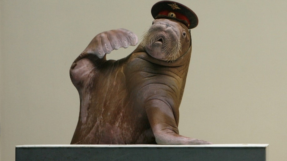 Walrus