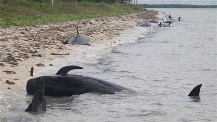 33b06c31-Beached Whales