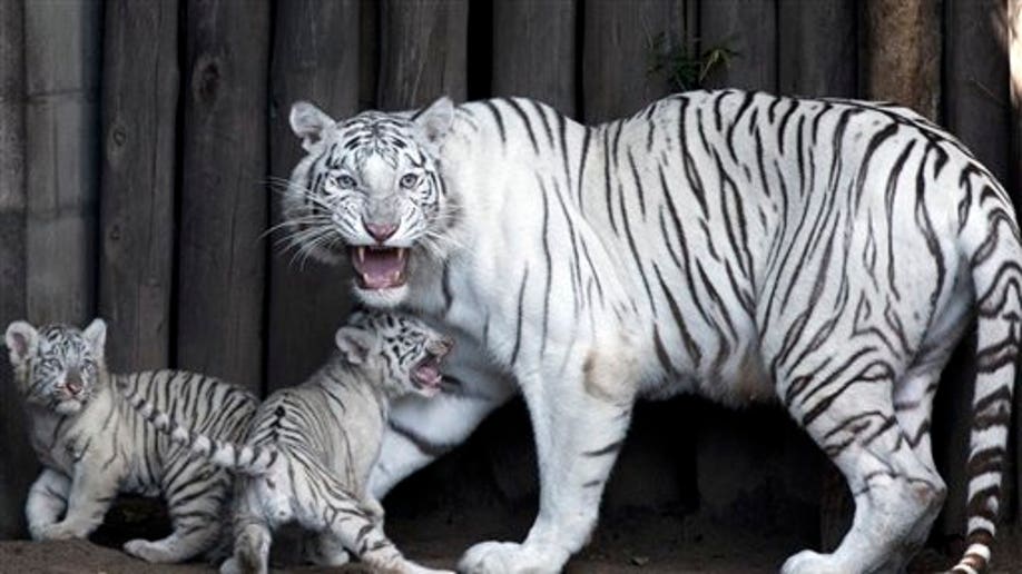 White Bengal tiger cubs unveiled at White Zoo in Austria, The Independent