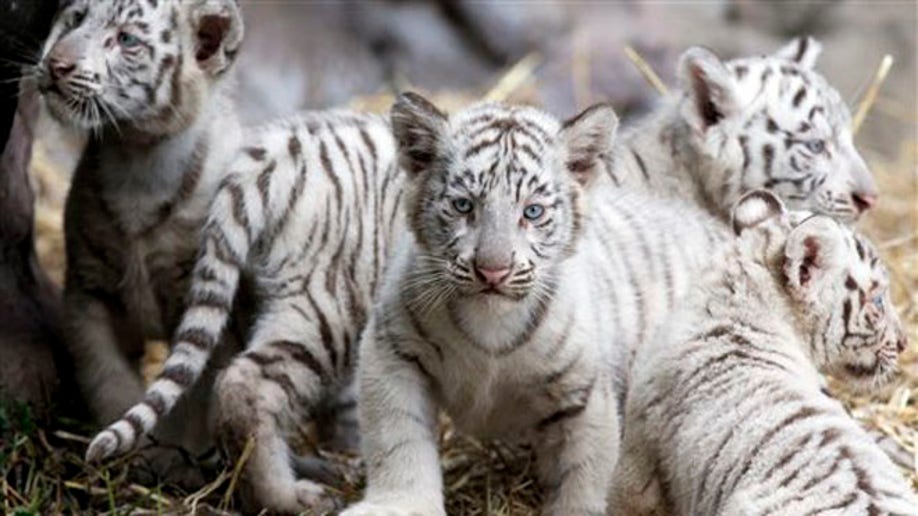 White tiger cubs welcomed at Buenos Aires Zoo, The Independent