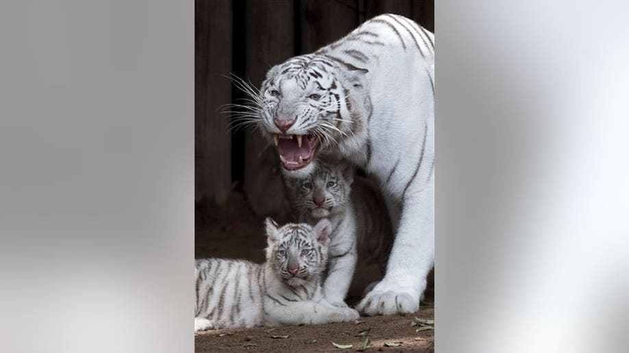 White tiger cubs welcomed at Buenos Aires Zoo, The Independent