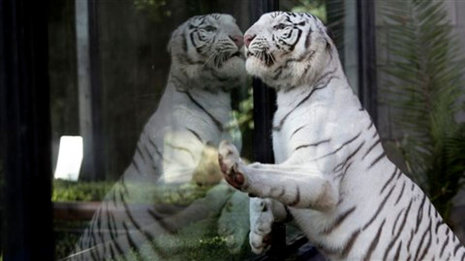 White Bengal tiger cubs unveiled at White Zoo in Austria, The Independent