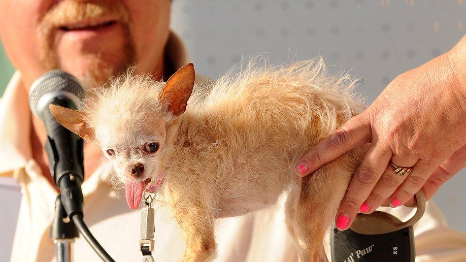 Chinese crested mixed with hot sale chihuahua