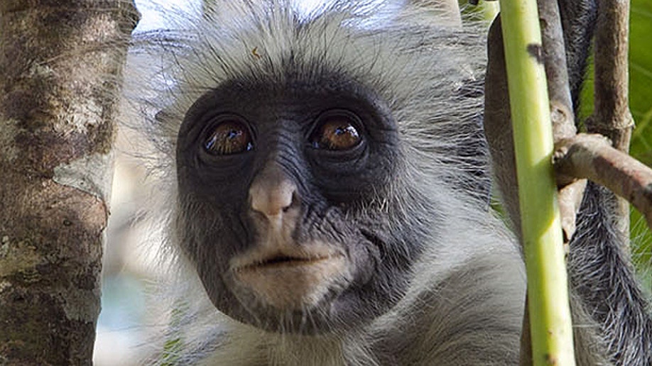 38bc7712-Travel Trip Zanzibar Rare Monkeys