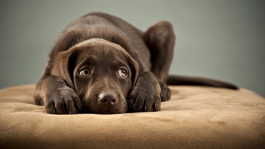 Dogs were 'loyal companions to Ice Age hunters' far earlier than believed, study finds