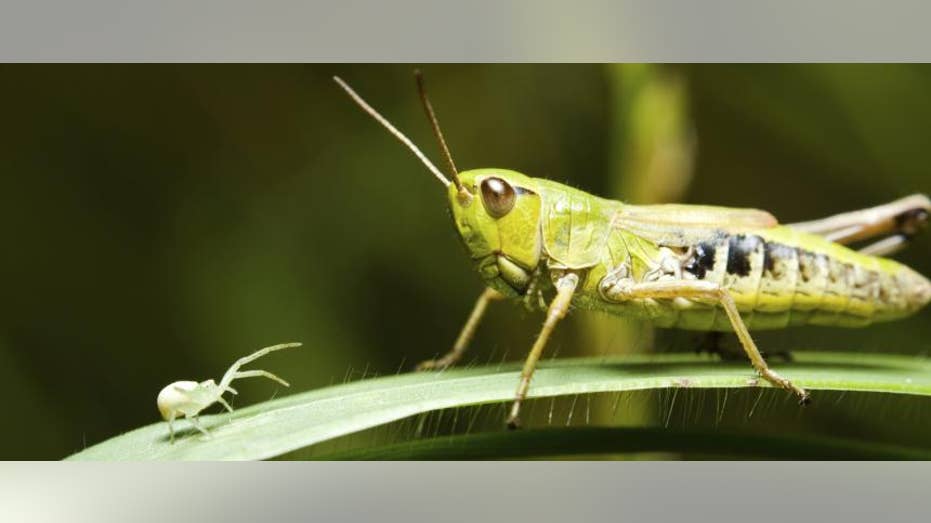Rancher rips Utah teacher’s climate assignment encouraging kids to eat bugs over beef: ‘Junk science’