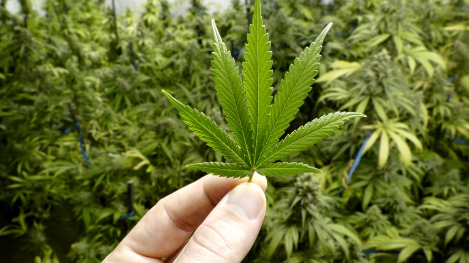 BEN CARSON: As a doctor, I know fewer restrictions on marijuana will make cities worse