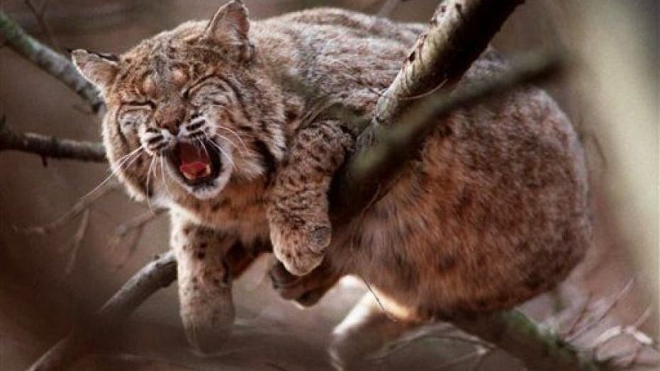 Rabid bobcats are attacking people and pets