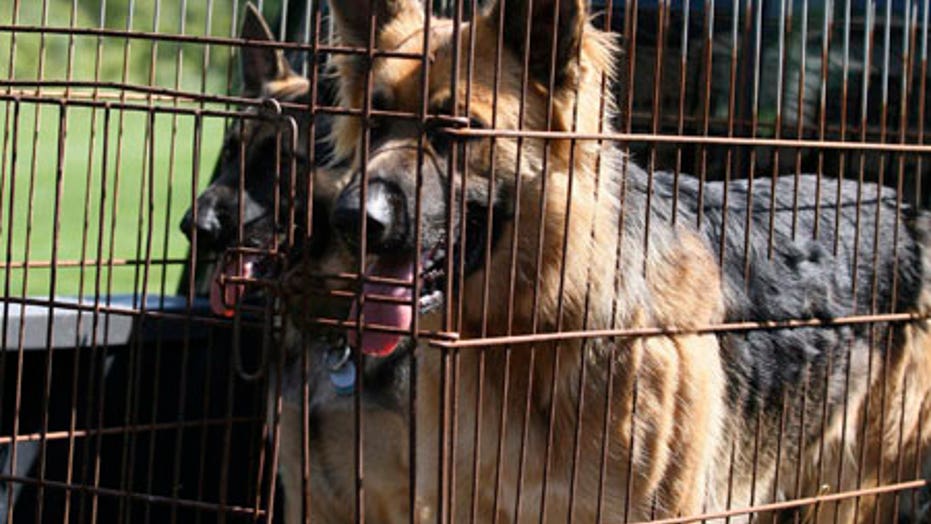 Pooping In Her Crate German Shepherds Forum atelieryuwa.ciao.jp