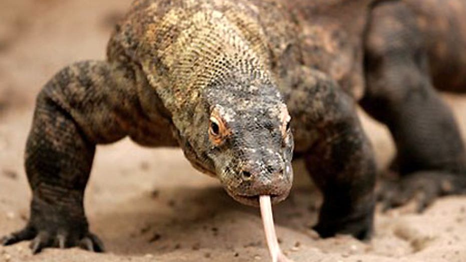 Two Komodo Dragons Kill Indonesian Man | Fox News Two Komodo Dragons Kill Indonesian Man | Fox News