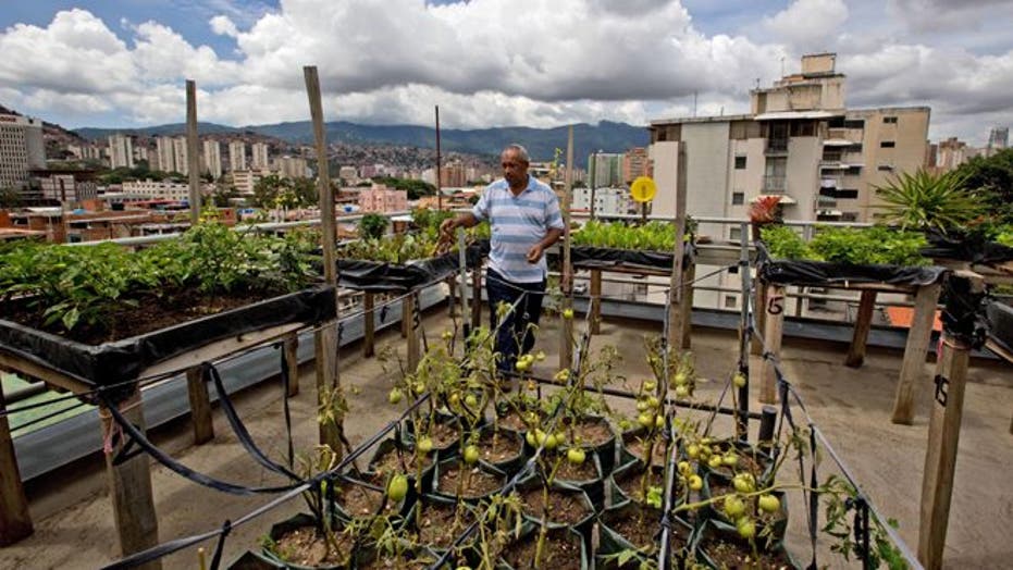 Venezuelans turn to urban gardens amid growing food shortages