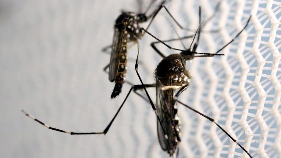 Florida To Release Genetically Modified Mosquitoes Detractors Blast Jurassic Park Experiment Fox News