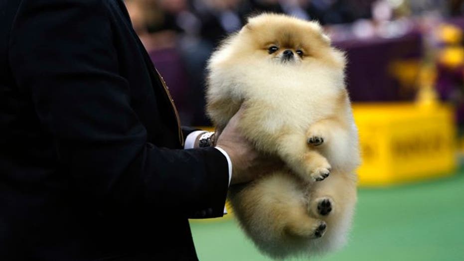 The 2013 Westminster Dog Show