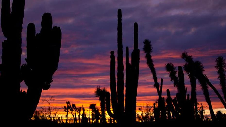 Baja peninsula offers an unspoiled landscape, and flora Dr. Seuss might have created