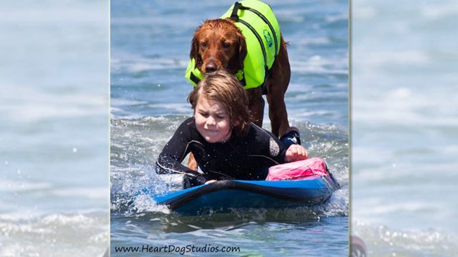 Ricochet the Surfing Therapy Dog