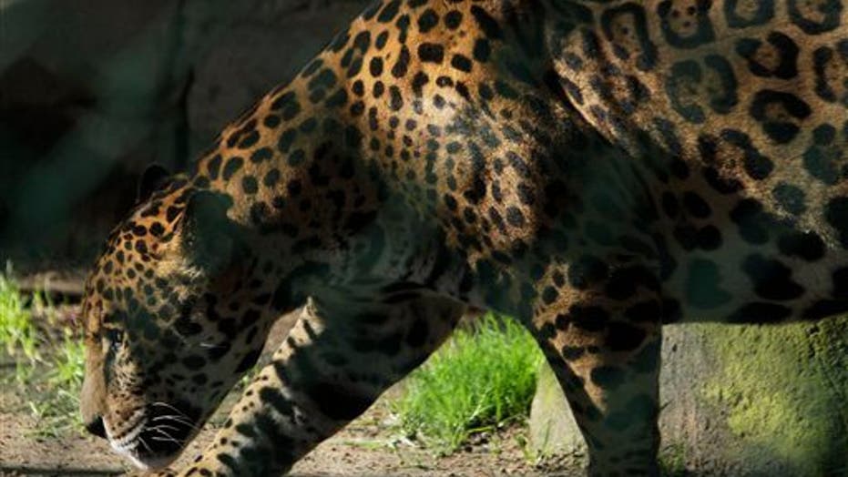 Exotic Narco Pets Hit Zoos After Cartel Kingpin Owners Hit The Slammer