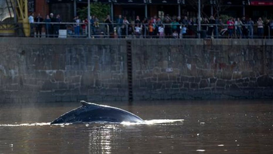 Whale appears alongside yachts in affluent Buenos Aires neighborhood