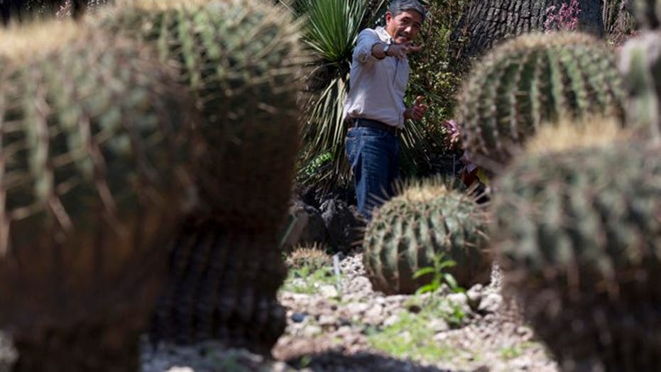 1/3 of cactus population facing extinction