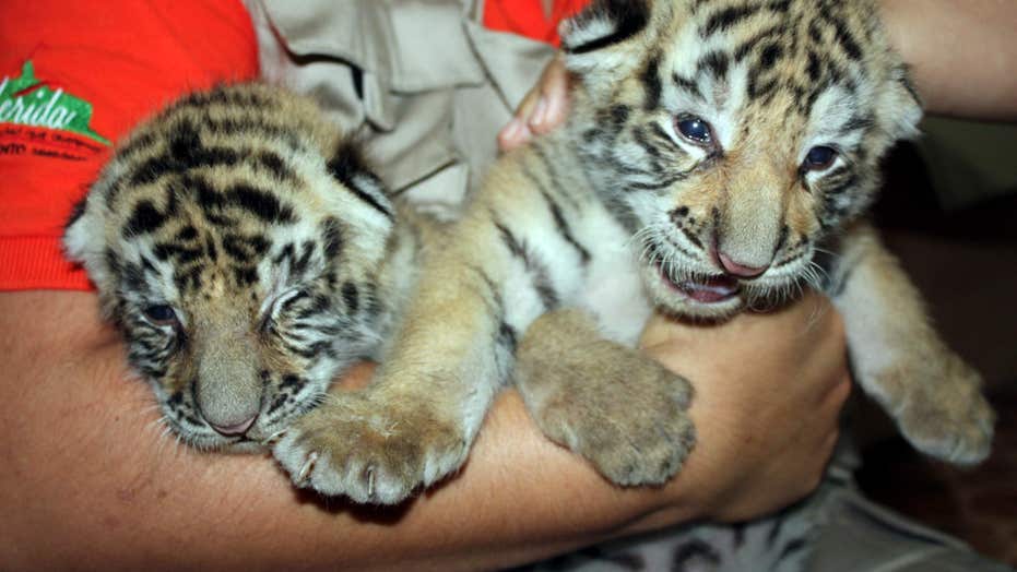 Endangered Tiger Cubs Bring Joy