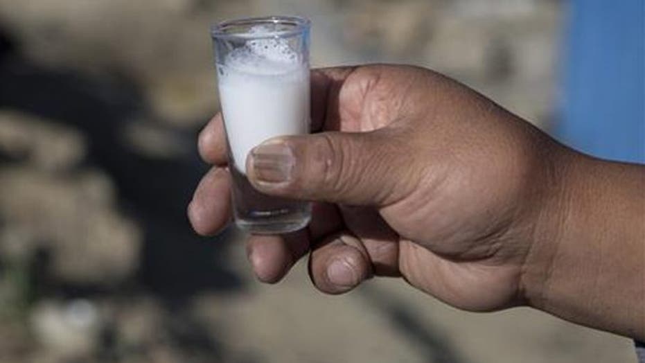 In Bolivia, donkey milk used to fight respiratory ills
