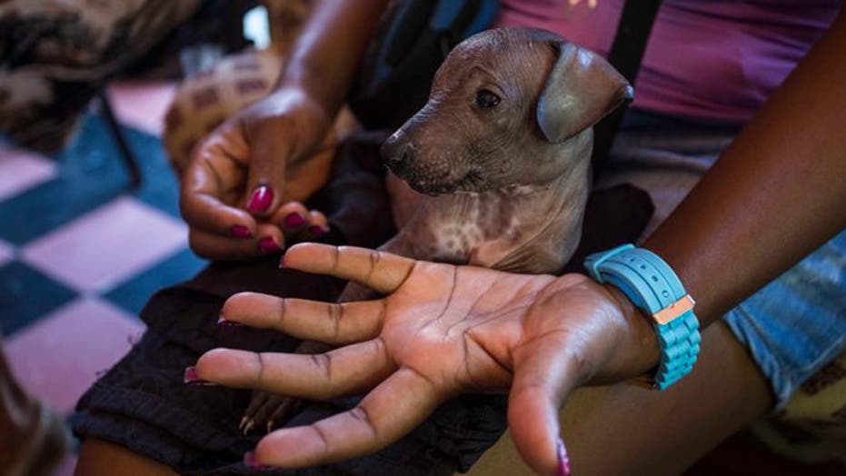 New class of pampered purebred dogs emerges in Cuba