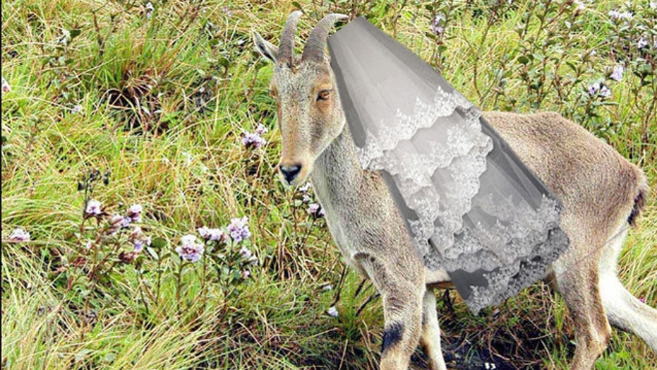 Brazilian Man Plans To Marry His Sweetheart A Goat Fox News