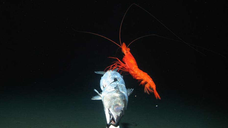 Deep sea oddities from the New Hebrides Trench