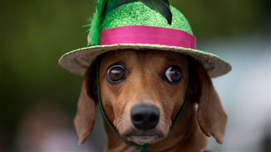 Carnival For Puppies: Rio’s Dogs Get A Parade