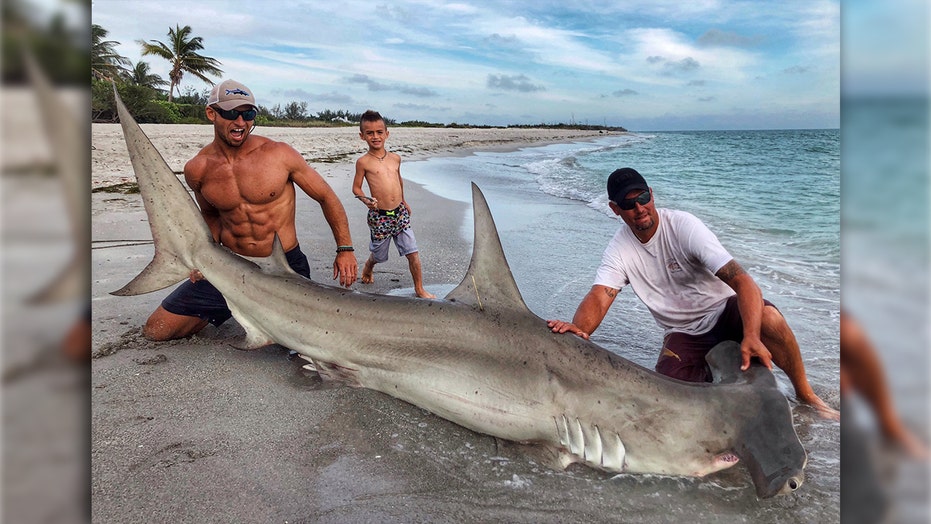 Shark wrangler catches 12-foot hammerhead off Florida beach, gets more  attention for his abs