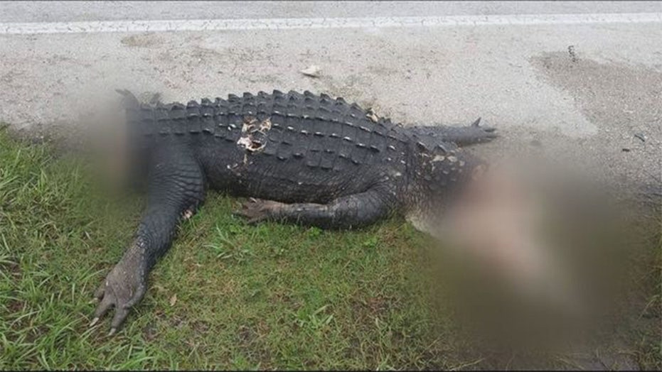 Crocodile Discovered Decapitated with Tail Cut Off: 'What is Wrong with  People?