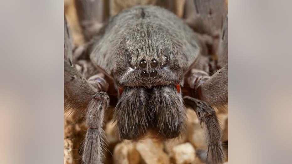 Spiders The Size Of Softballs Lurk Deep Inside Abandoned Mines In Mexico