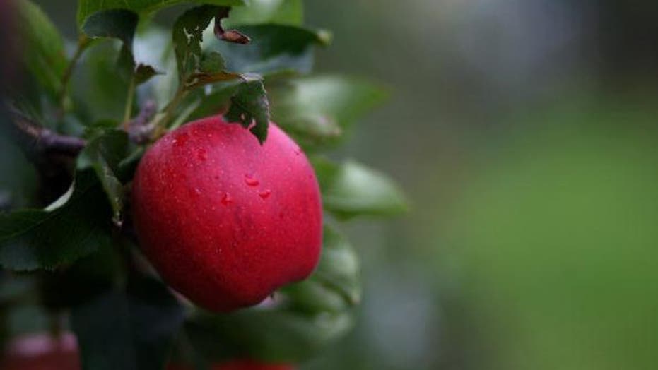 Fighting Cancer with Seasonal Fruits and Vegetables Fox News