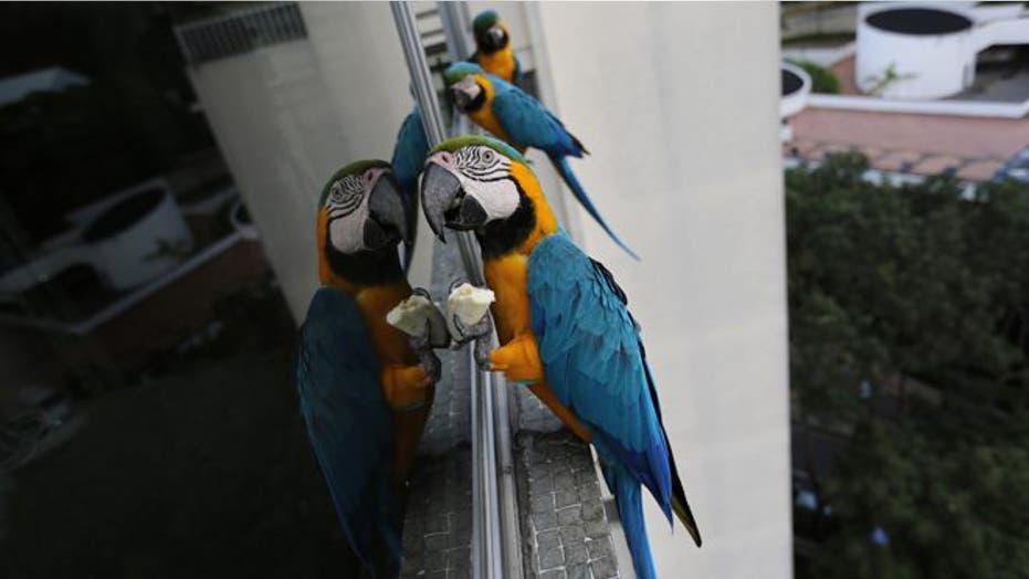 Macaws bringing a splash of color to chaotic Caracas, Venezuela