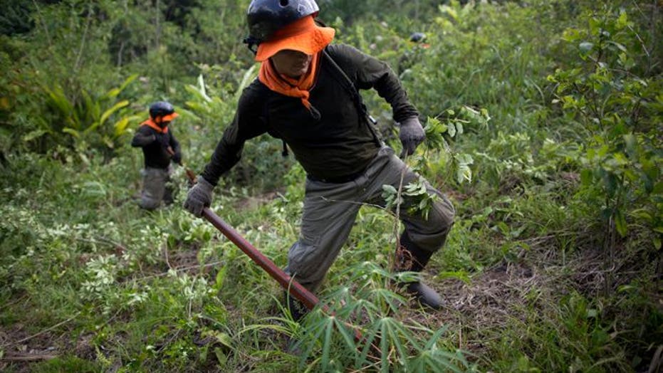 Coca plants eradicators do the job under heavy police watch in Peru