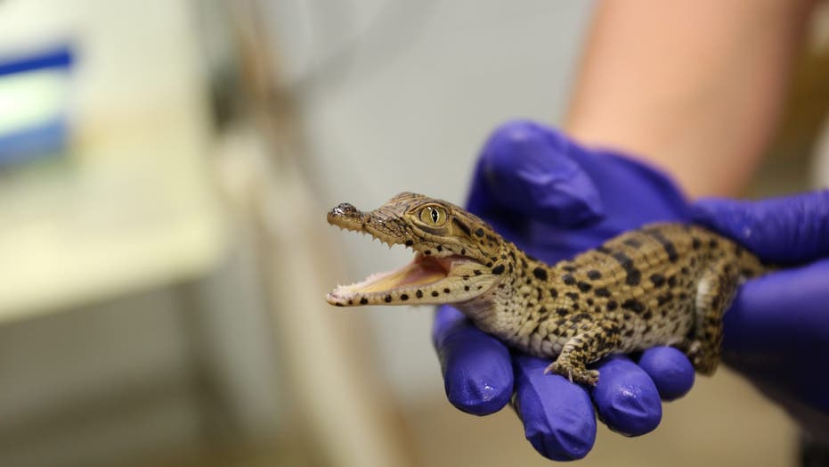 Five endangered Cuban crocs hatch at Smithsonian’s Zoo