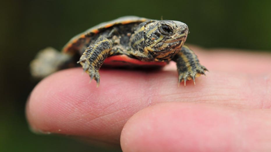 CDC: Tiny Pet Turtles Sickened Children With Salmonella in 11 States