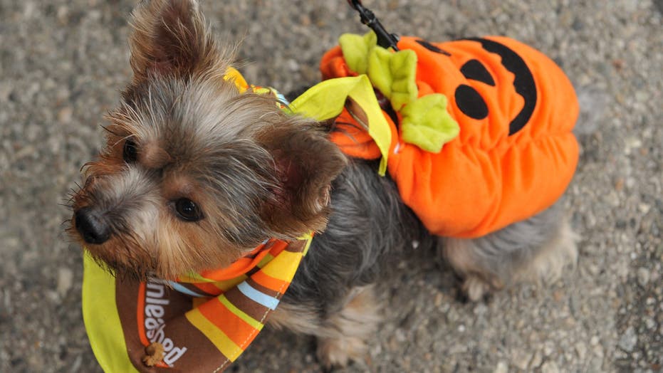 Cute Dogs Dressed Up For Halloween